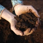 Loam soil 3