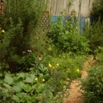 Pathway thru veg grdn w midsummer veg afrcn  wrmwd on left