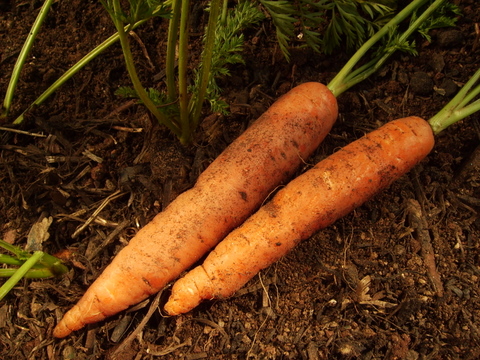 Carrots 5