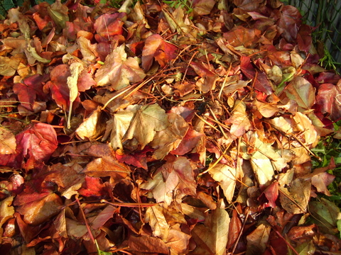 Leaves in pile in leaf bin