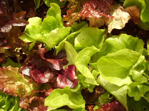 Lettuce planted closely together Lettuce planted closely together