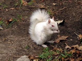 The albino squirrel