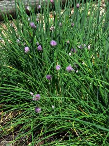 Onion chives (4)